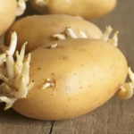 Mangiare patate germogliate fa bene o male? Ecco la verità