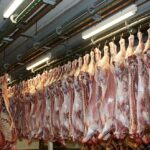 animali uccisi america carne