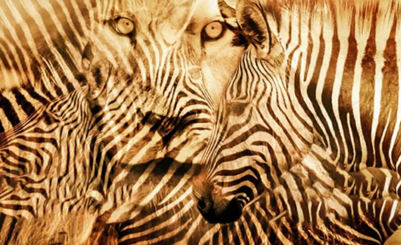 Leone O Zebra Il Primo Animale Che Vedi Nella Foto Ti Spiega Chi Sei Veramente Puglia24news It