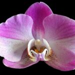 Capire se un’orchidea sta male: ecco il trucco