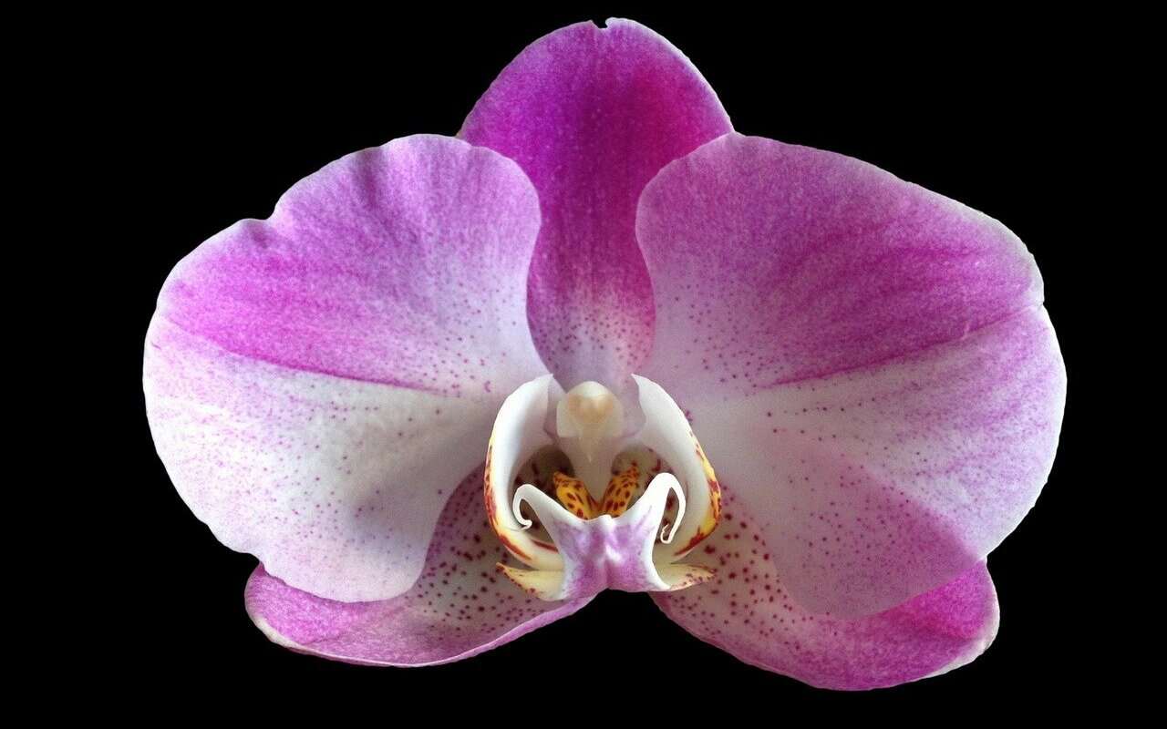 Capire se un’orchidea sta male: ecco il trucco