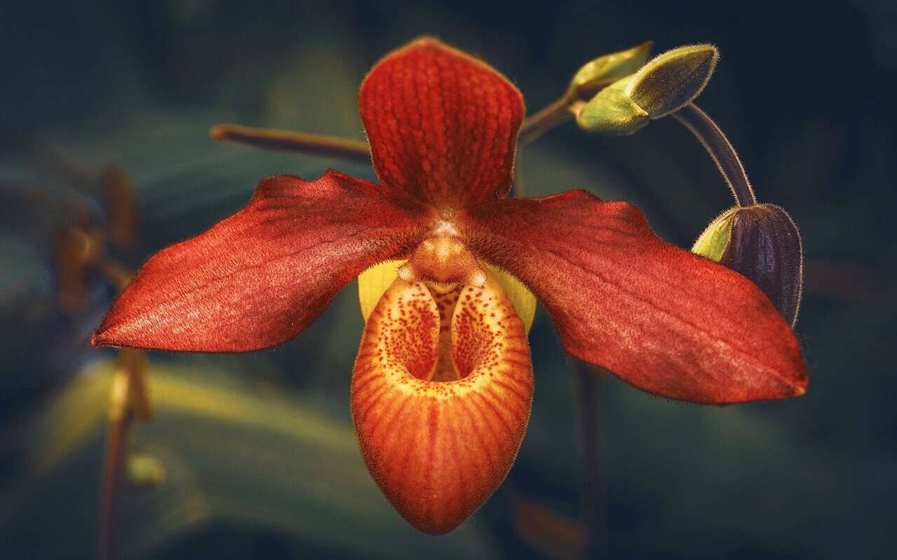 Attenzione, non mettere mai queste orchidee in casa